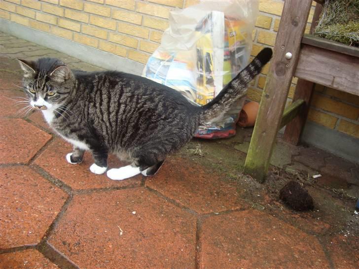 Huskat Jerry *RIP* <3  billede 11