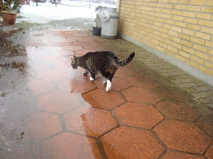 Huskat Jerry *RIP* <3  billede 12