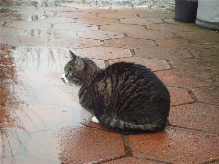 Huskat Jerry *RIP* <3  billede 13