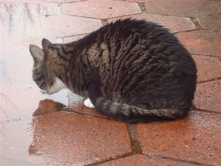 Huskat Jerry *RIP* <3  billede 14