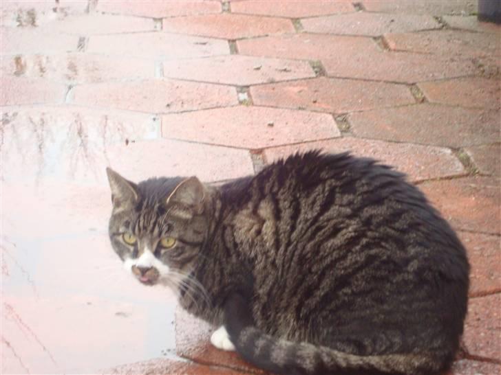 Huskat Jerry *RIP* <3  billede 15