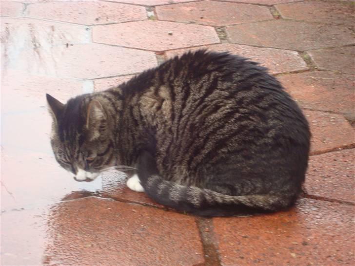 Huskat Jerry *RIP* <3  billede 16