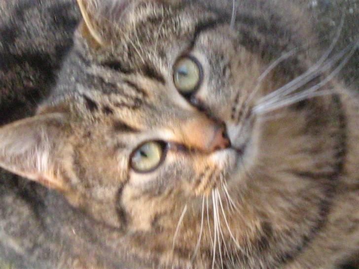 Huskat Tiger billede 1