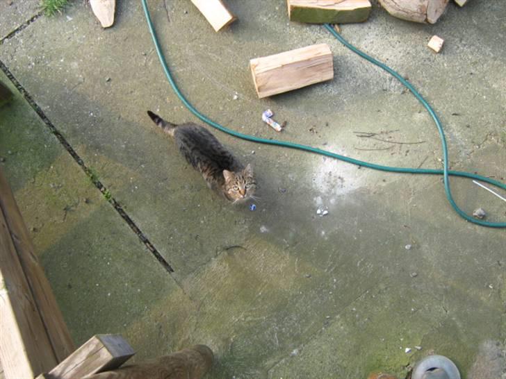 Huskat Tiger billede 2