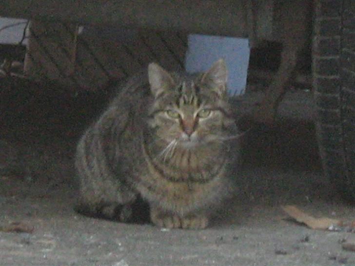 Huskat Tiger billede 3