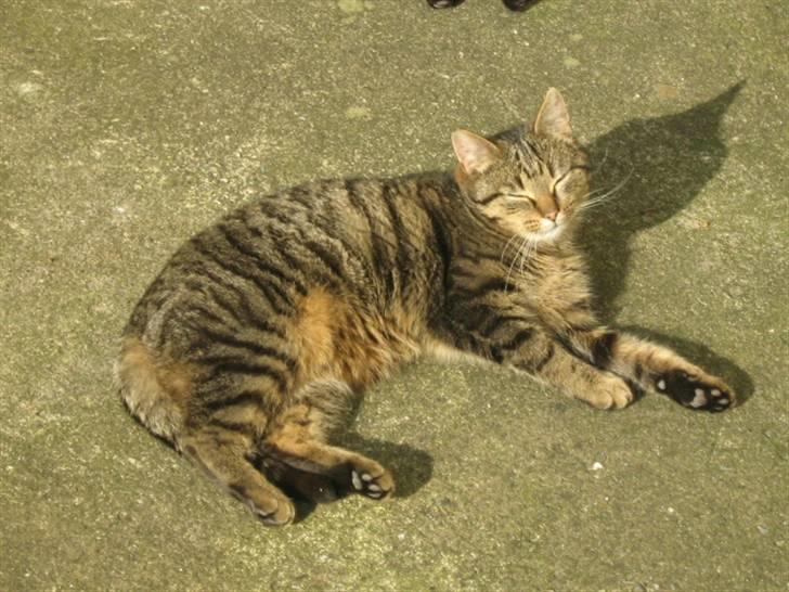 Huskat Tiger billede 4