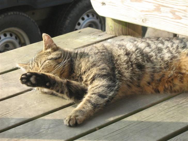 Huskat Tiger billede 6