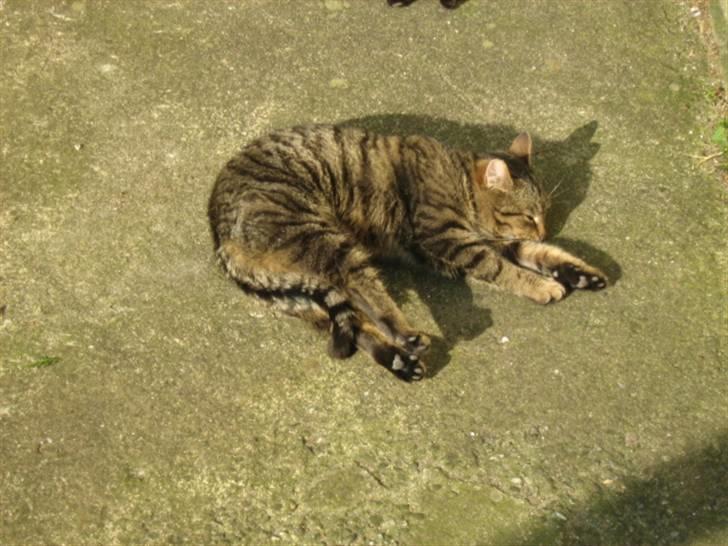 Huskat Tiger billede 7