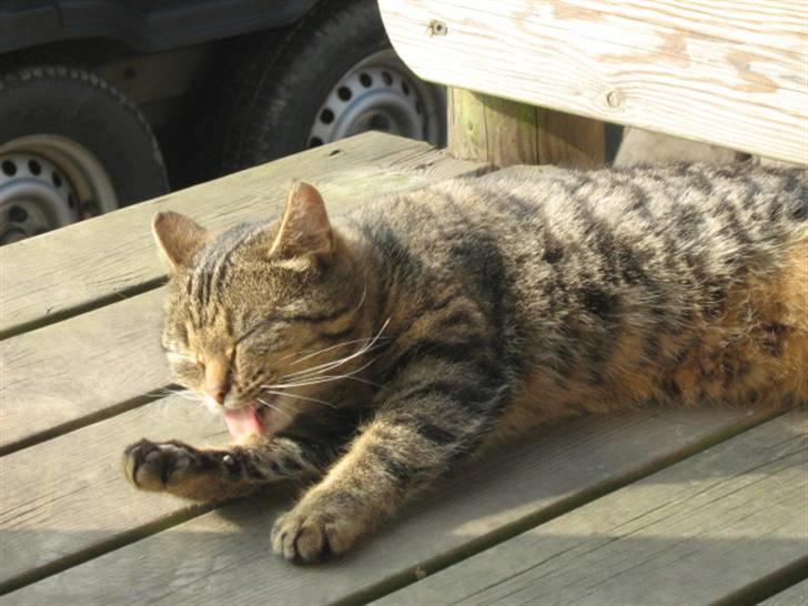 Huskat Tiger billede 8