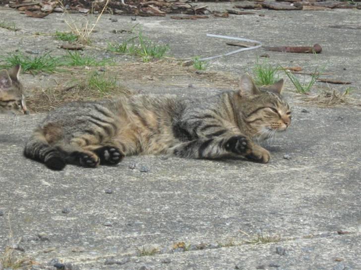 Huskat Tiger billede 9