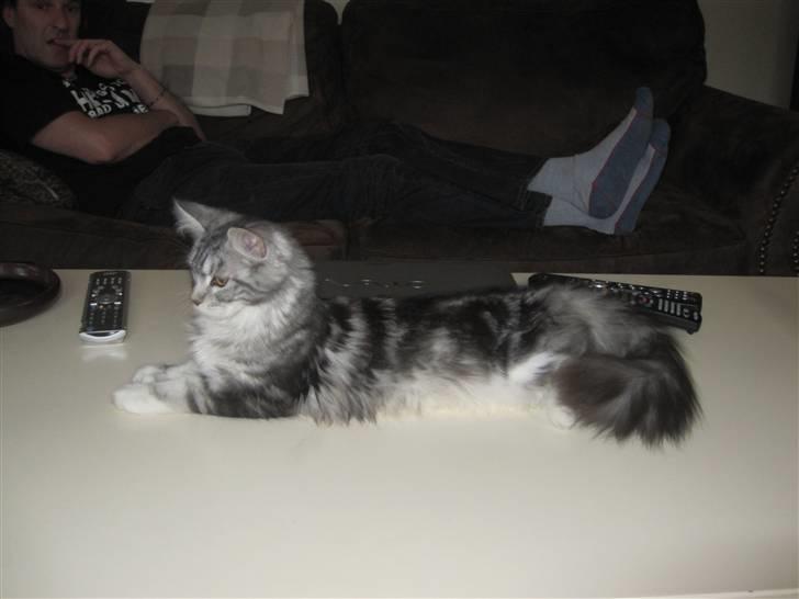 Maine Coon sølvfine billede 17