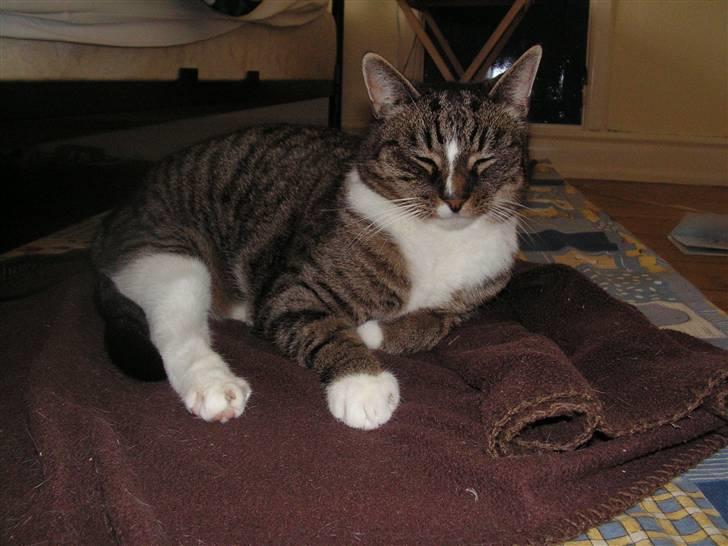 Huskat Musen billede 1