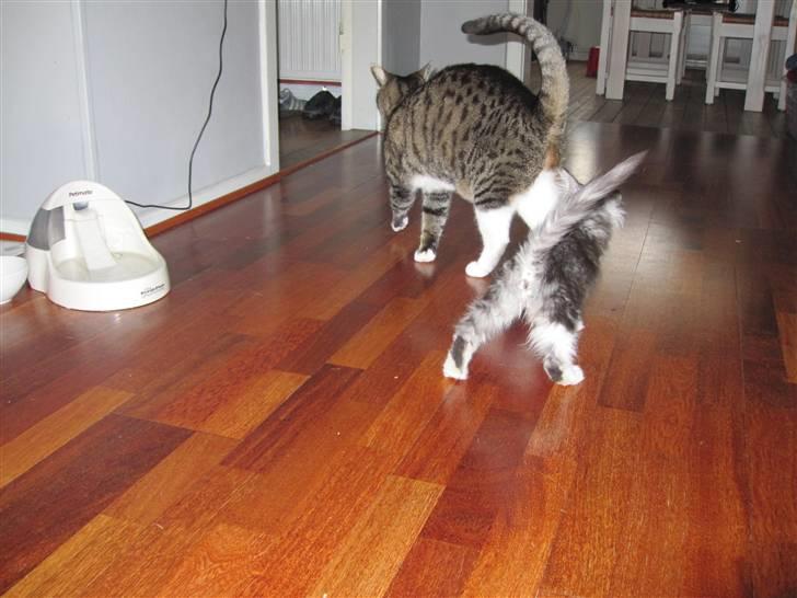 Huskat Musen - HMMM er den lille bandit nu efter mig igen billede 2