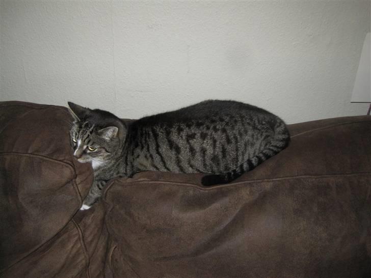 Huskat Musen billede 3