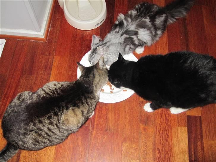 Huskat Musen - Fællesspisning billede 4