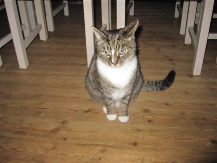 Huskat Musen billede 5