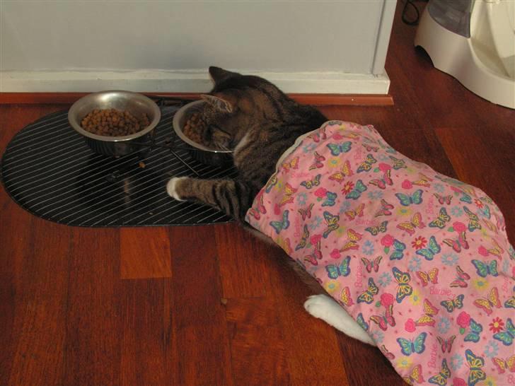 Huskat Musen - Ja selvom man nærmest ikke er vågnet af narkosen skal man da spise billede 6