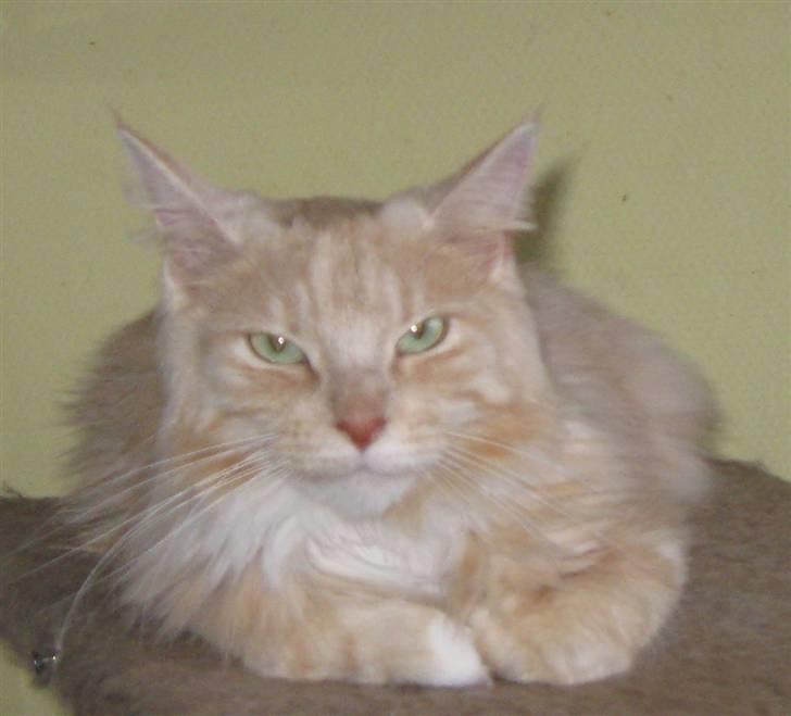 Maine Coon Gisi of diamoonds dreams billede 1