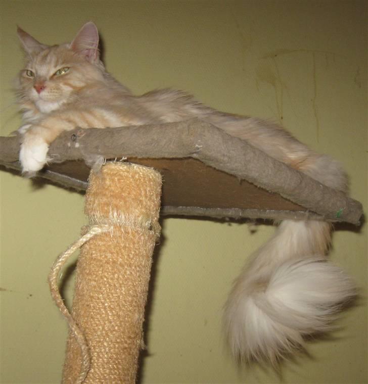 Maine Coon Gisi of diamoonds dreams billede 2