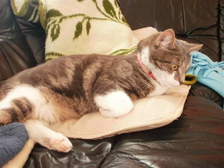 Blanding af racer MOLLY billede 17