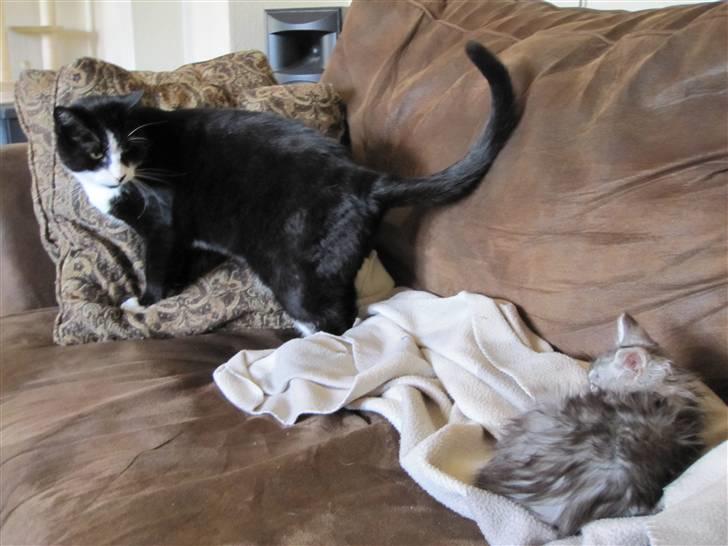 Huskat Tarzan billede 1