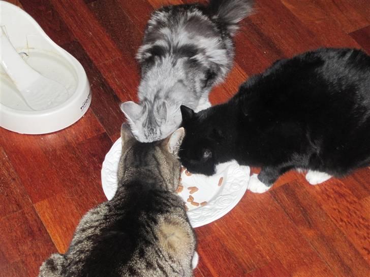 Huskat Tarzan billede 2