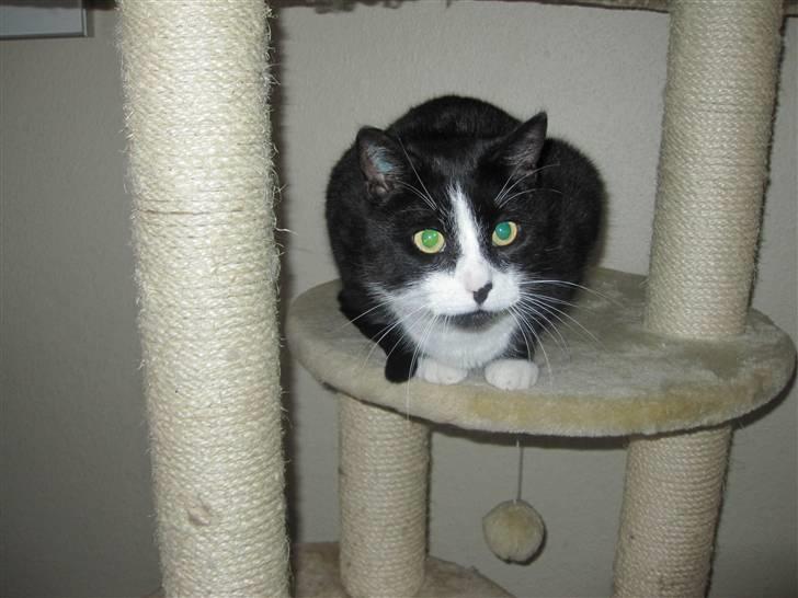 Huskat Tarzan billede 3