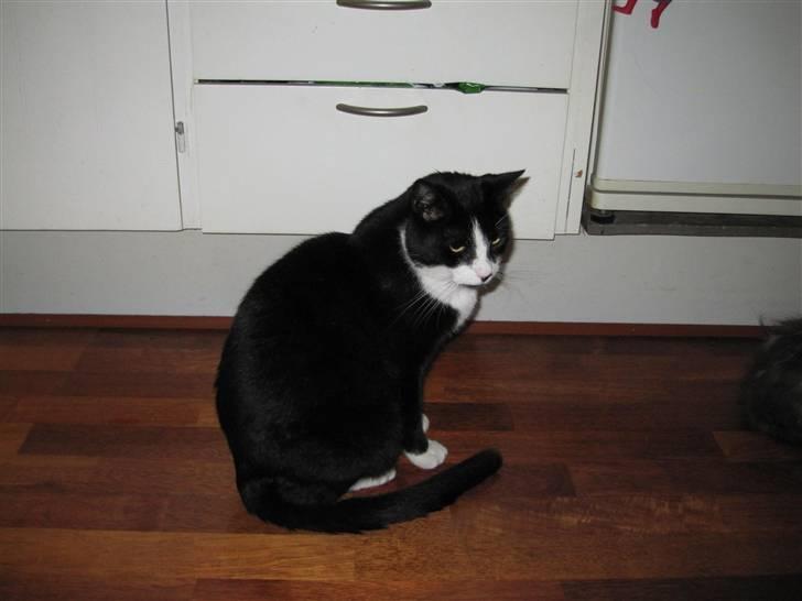 Huskat Tarzan billede 4