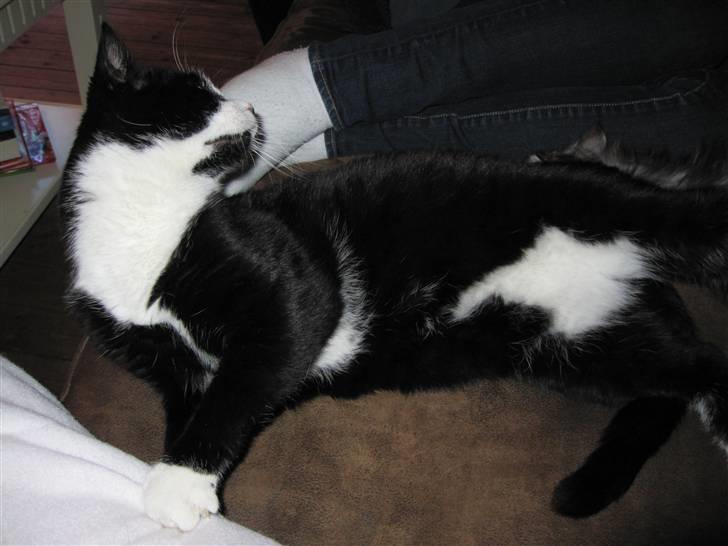 Huskat Tarzan billede 5