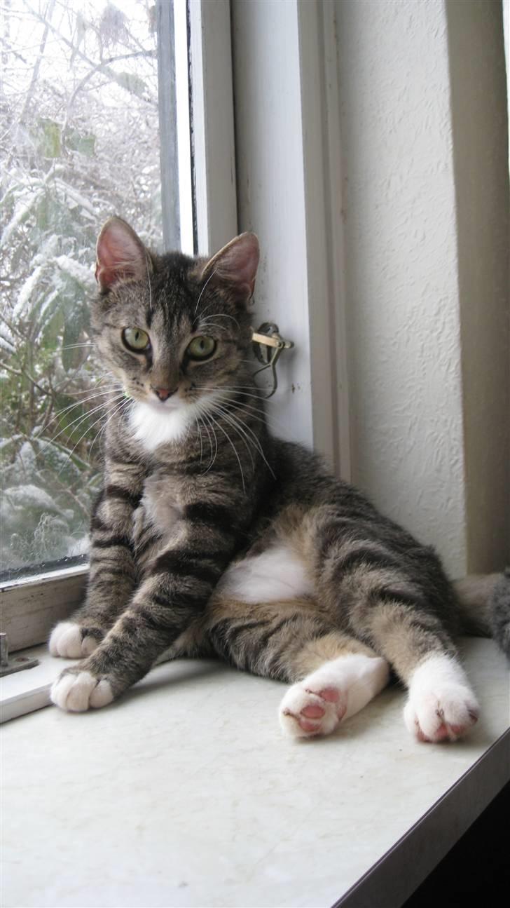 Huskat Brune  - 11- Jaaèh hun føler sig ivert fald hjemme nu xD billede 11