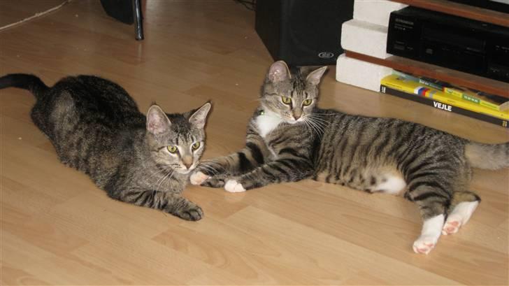 Huskat Brune  - 12- Brune leger med Ninja :D billede 12