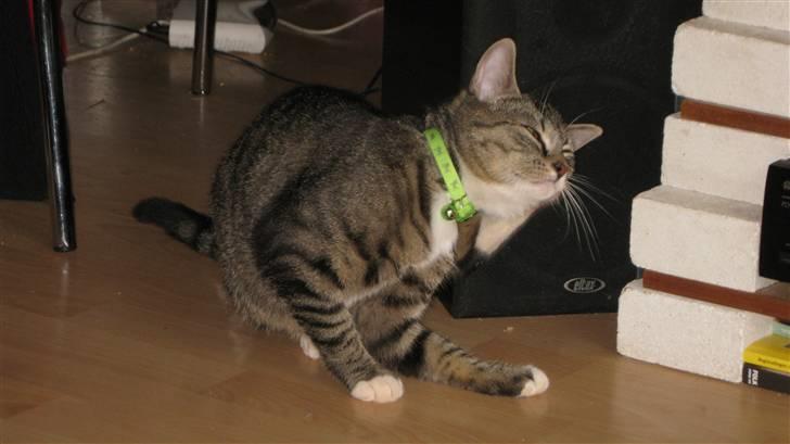 Huskat Brune  - 13- Brune klør sig. billede 13