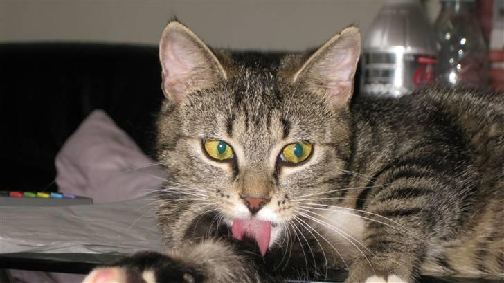 Huskat Brune  - 14- Brune vasker sig. billede 14