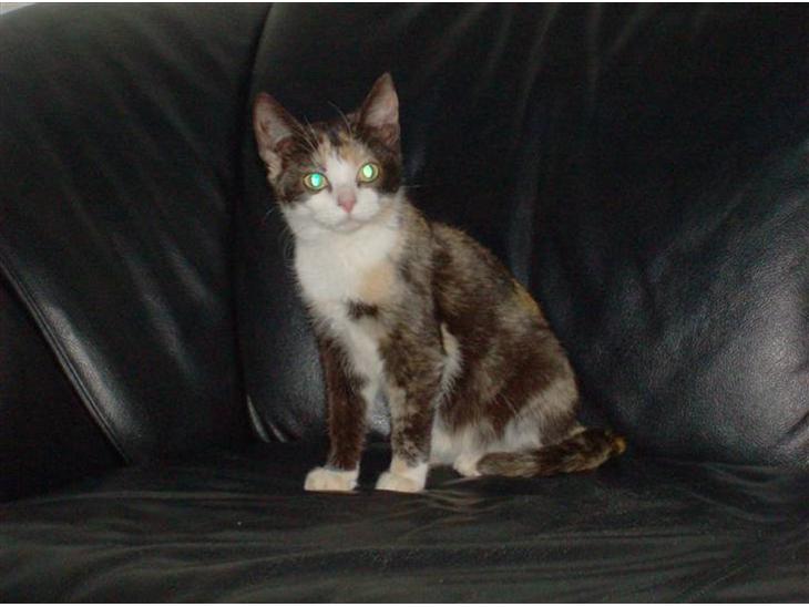 {{currentPhoto.altText}} billede {{currentPhoto.number}}