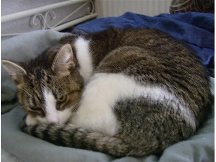 Huskat Klo R.I.P <3 - Min lille dejlige kat... billede 1