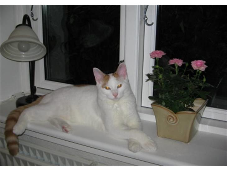 {{currentPhoto.altText}} billede {{currentPhoto.number}}