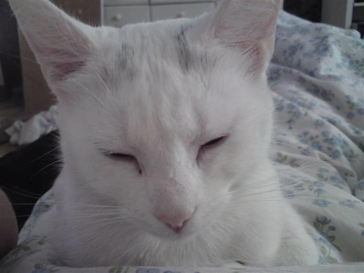 {{currentPhoto.altText}} billede {{currentPhoto.number}}