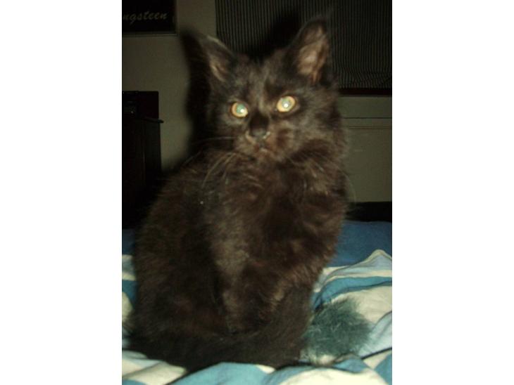 Maine Coon Bjørn  - Bjørn! billede 1