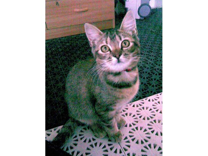 Blanding af racer Kitty {Efterlyst} billede 1