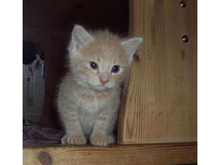 Huskat Frede R.I.P billede 1