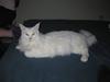Maine Coon Ecco R.I.P. (2011)
