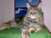 Maine Coon Abigail