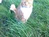 Maine Coon Tiger