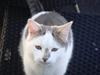 Blanding af racer » Lucky - Rip, 19.07.2011 [ Himmelkat]