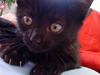 Blanding af racer » Milly - Solgt, Rip. [ Himmelkat]