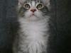 Maine Coon Misty