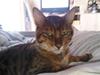 Bengal Barranco (Bailey) [Tidl. kat]