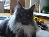 Maine Coon Ebbe
