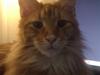 Maine Coon jægermeister
