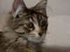 Maine Coon Nova